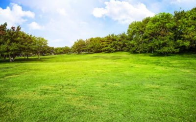 The Importance of Vegetation Management for the Environment