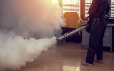 Understanding the Basics of Pest Fumigation: What You Need To Know